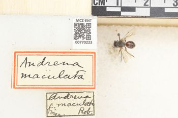 Media type: image;   Entomology 770223 Aspect: Labels